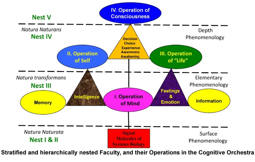 Cardiac Consciousness